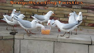 Seagulls eat an entire container of Twisties - A junk food feeding frenzy