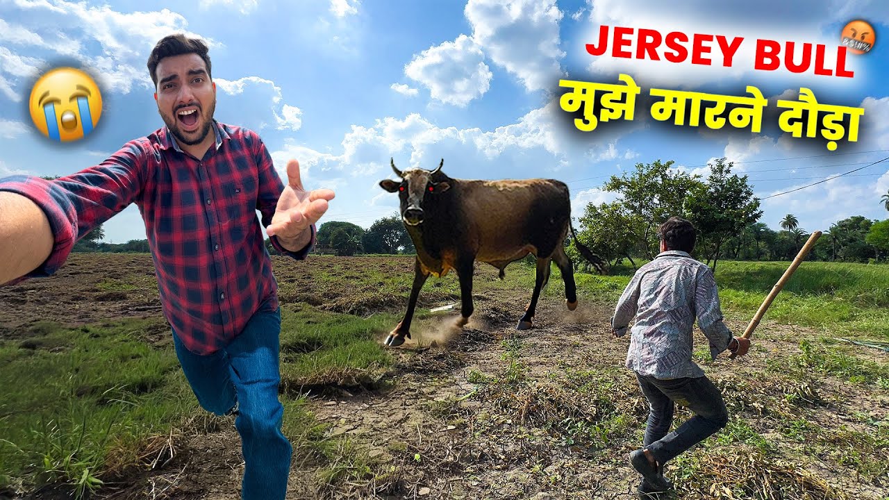 JERSEY BULL-मुझे मारने आया🤬