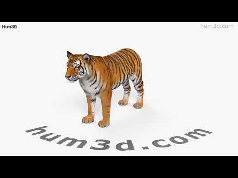 Animado Tigre 3D model - Baixar Animais no