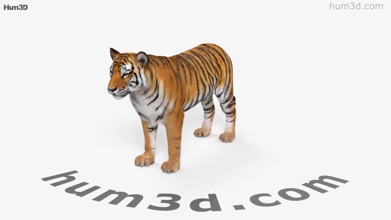 Animado Tigre 3D model - Baixar Animais no