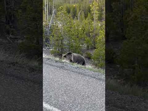 Wildlife, Yellowstone National Park- Grizzly Bear 2