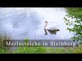 Merlesteiche in Steinberg