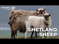Shetland Sheep - Livestock showcase - Scottish Smallholder Festival 2020