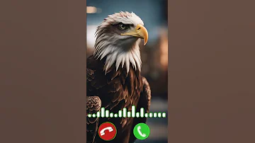 Eagle Sounds Ringtone Video 