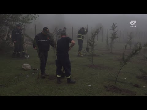 ხონის მუნიციპალიტეტში გამწვანების აქცია გაიმართა /MTAVARI/