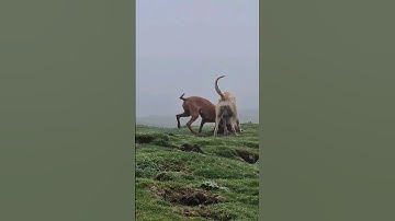 #ferreting #rabbiting #hunting #fieldsports #workingdog #lurcher #huntingdog