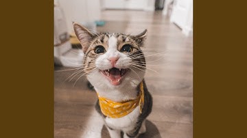 Subdued Ambiance for Mysterious Cat Behavior