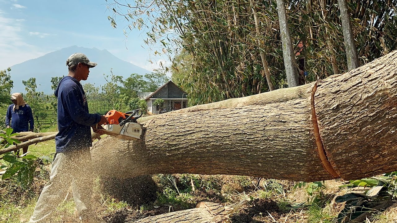 Stihl ms881 & Husqvarna 395xp chainsaw !! Cut down 2 trees until night ...