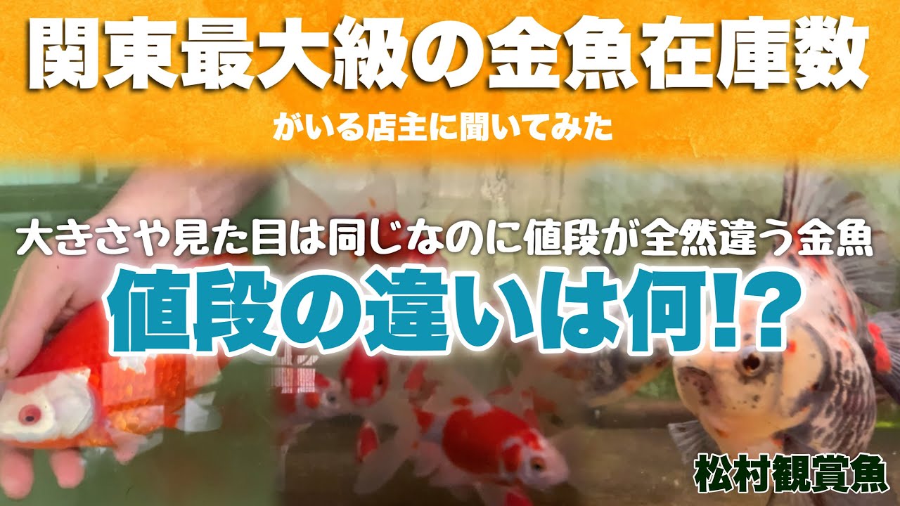 【2/3】大きさや見た目は同じなのに値段が全然違う理由とは！？現在日本最高峰の和金はこの養魚場産 関東最大級の金魚在庫数である松村観賞魚さんに色々教えていただきました @金魚と東錦(あずまにしき)ch