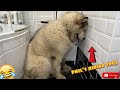 Giant Sulking Dog Hates Bath Time And Does Everything To Try And Avoid It!! (SO FUNNY!)