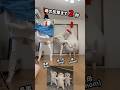 [That Or That] ちょうどいい音がすると思ったら母でした #ASMR #cool #猫 #dance #tiktok #踊ってみた