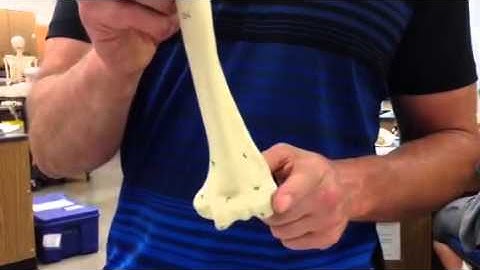 Humerus quiz 4lab