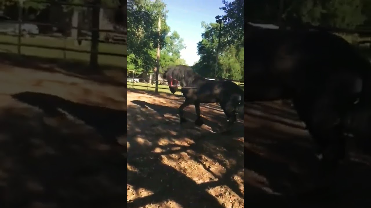 yegua mata #caballo de una patada  #shortvideo