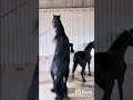 زواج النكاح احصنه