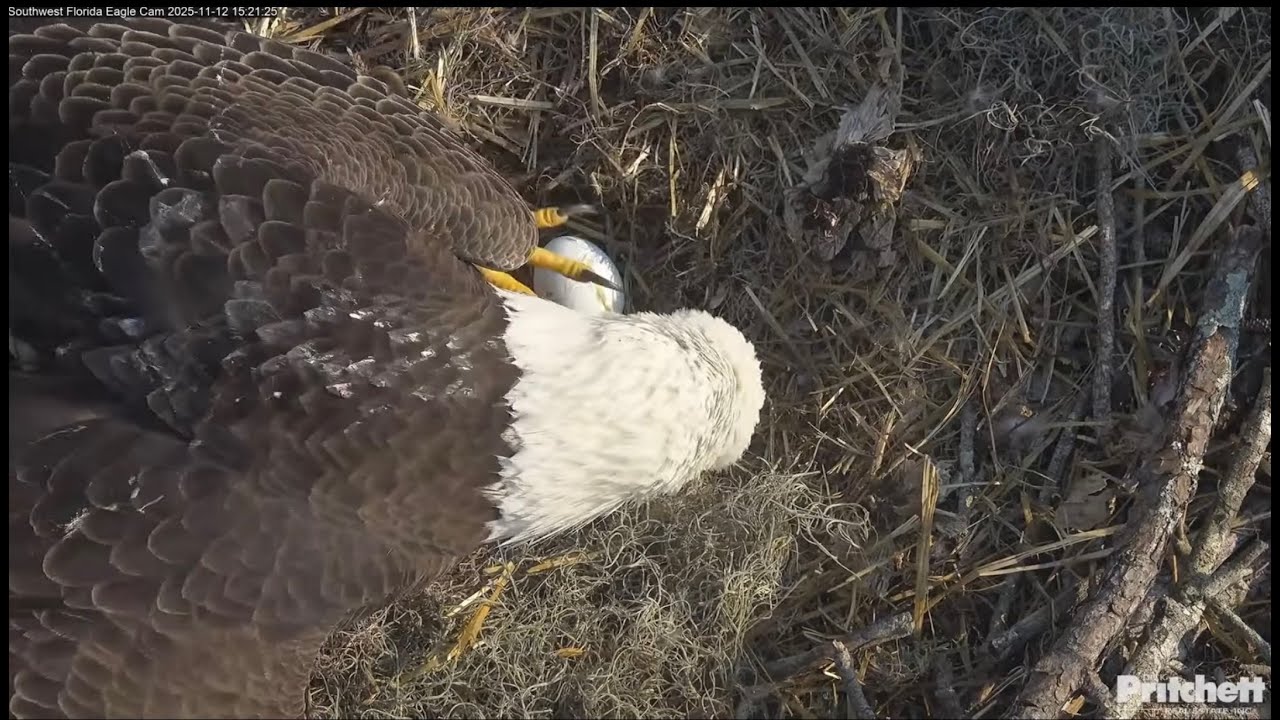ScreenRecording 11 13 2025 01 09 26 1 🪺🦅 SWFla Eagle lays her first egg of the season.