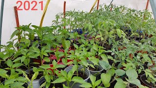 Comment arroser ses plants de tomate et éviter  l'échec ? 2021