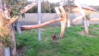 Baby Koala Playing