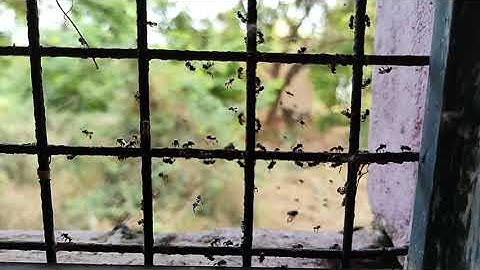 Slow motion of an unknown flying insects