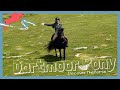 Riding a dartmoor pony in dartmoor national park  discoverthehorse episode 44