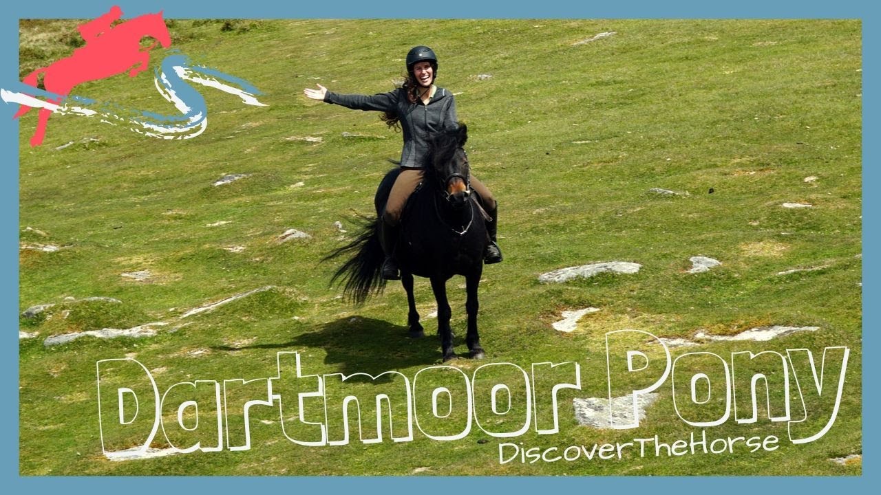Riding a Dartmoor Pony in Dartmoor National Park! DiscoverTheHorse