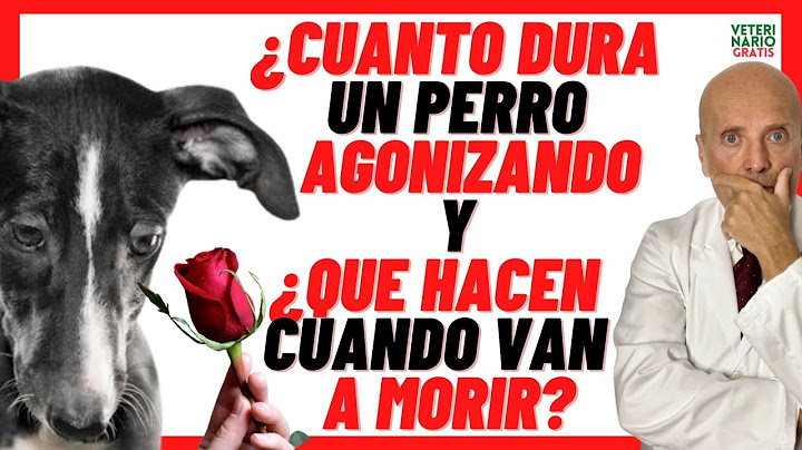 💔 HOW LONG DOES A DOG LAST IN DYING 💔 WHAT DO DOGS DO WHEN THEY ARE GOING TO DIE