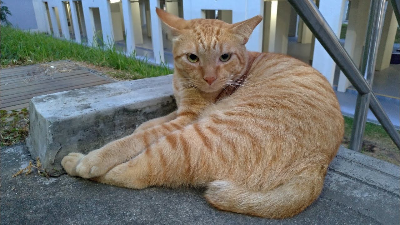 Friendly Ginger Cat - YouTube