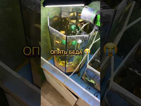 ОПЯТЬ БЕДА 🙁😭 #барбусы дефицит кислорода
