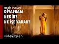 Diyafram Nedir ? Hangi durumlarda değiştirilir?