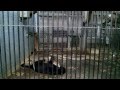 Маленький ягуар с мамой в зоопарке Николаева / Little Jaguar with her mother in Mykolayiv Zoo