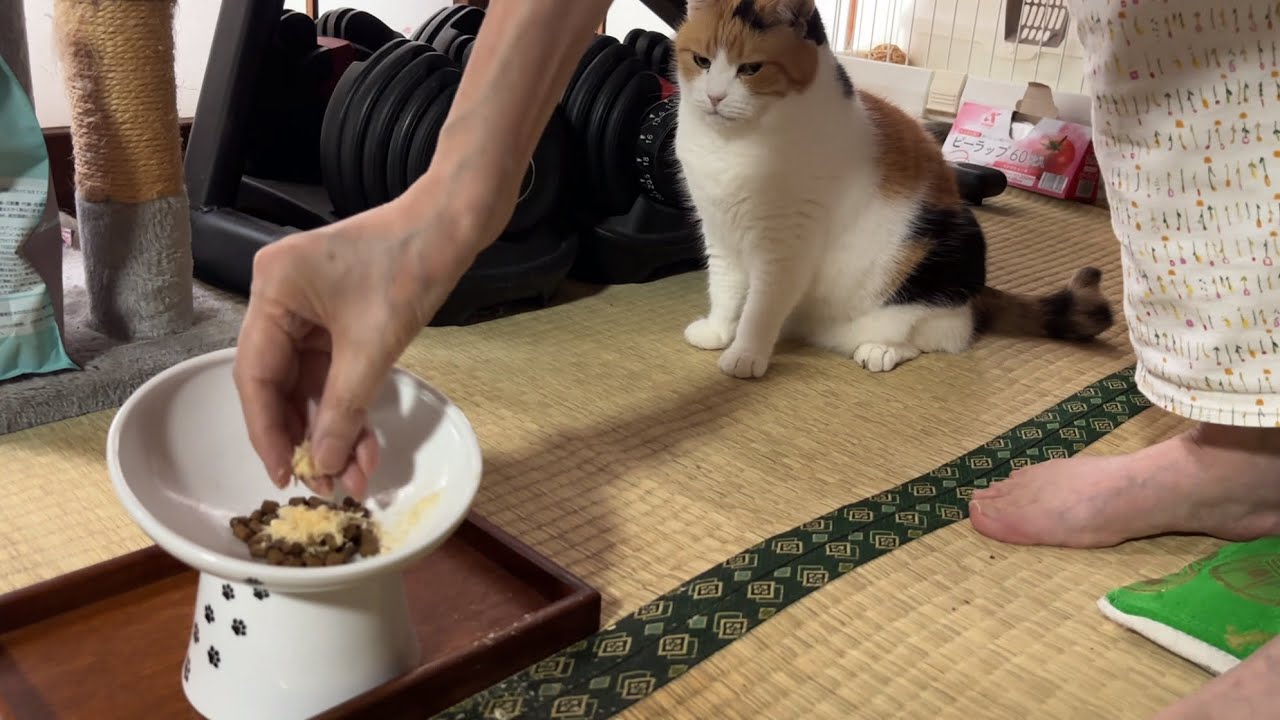 のりたまちゃんページです。 三毛猫】朝食後はニャルソックのミケ（2026年6月22日） - YouTube