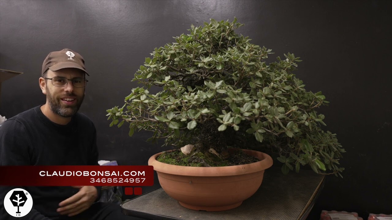 COME SI PREPARA UN BONSAI IN VISTA DELL' AUTUNNO