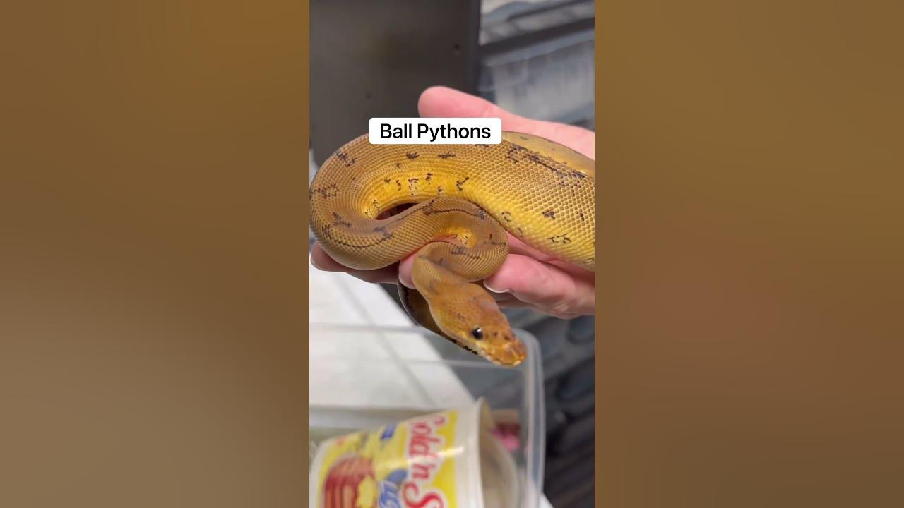 Corn Snake vs Ball Python What Makes A Better Pet? 🤔🐍 YouTube