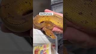 Corn Snake vs Ball Python: What Makes A Better Pet?