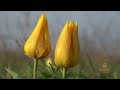 Апофеоз весны в степи – ковер из цветущих тюльпанов!