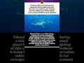 FIRST EVER Footage: RARE Great White Shark in the Mediterranean! 🦈 #shorts #greatwhiteshark #usa