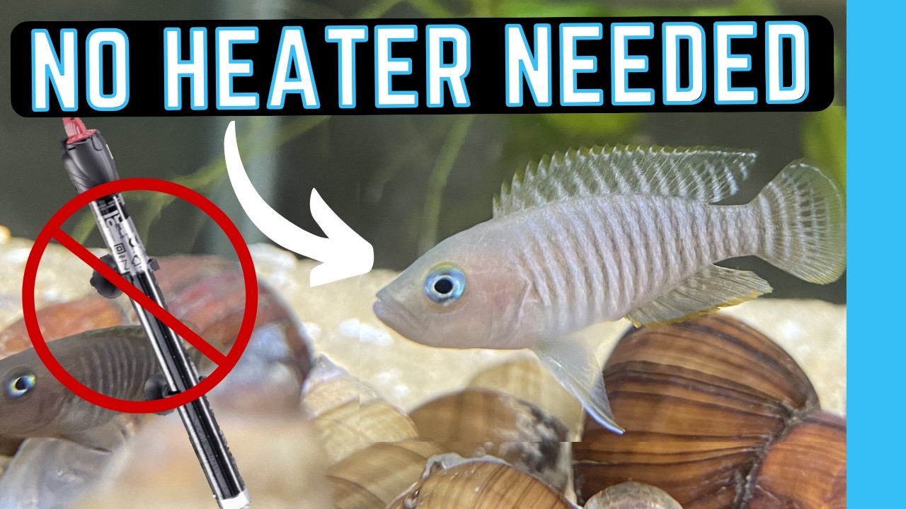 Unconventional Guide for Shell Dwelling Cichlids