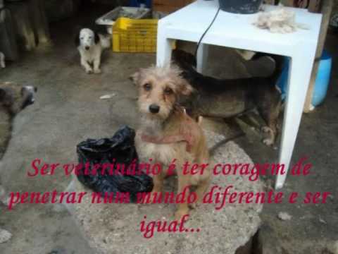 SER VETERINRIO.wmv