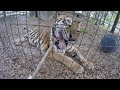 Feeding Andre and Zeus Tiger!! | Big Cat Devin