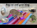 Cat dog goat blog violation97sss india village india viral funny animals cat fun dog goat