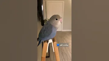 صوت الروز تغريد الروز طيور الروز فلوق 