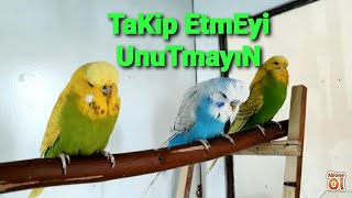 Evde muhabbet kuşu üretimi Genel durum,Pasari,Birdis,Budgie