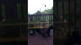 Baby Bears Clearing the Spilled Sugar Water Underneath a Wagon