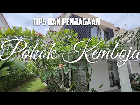 Tips dan Penjagaan POKOK KEMBOJA | Frangipani Plumeria Tips and Care