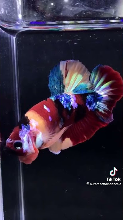 TikTok Ikan Cupang Keren  🤩😎