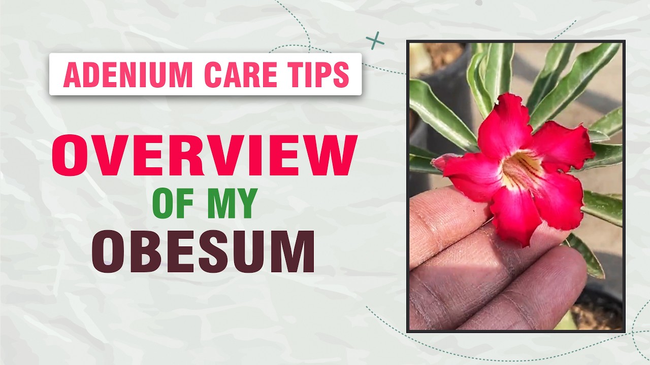 Обзор сада адениумов - Прекрасный обесум