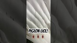 How to treat pigeon lice - BEGINNERS GUIDE #pigeon #pigeonlice #pigeonmedicine #pigeonfancier How to treat pigeon lice - BEGINNERS GUIDE #pigeon #pigeonlice #pigeonmedicine #pigeonfancier