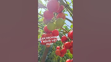 BÍ QUYẾT TRỒNG CÀ CHUA LEO GIÀN SIÊU TRÁI. #lanorchidee #nguoivietophap #fruit  #lamvuontainhaophap