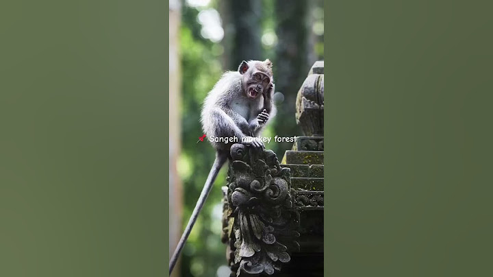 Don‘t miss this less crowded monkey forest in Ubud! 🐒 #shorts #bali #travel #monkey #tips