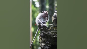 Don‘t miss this less crowded monkey forest in Ubud! 🐒 #shorts #bali #travel #monkey #tips