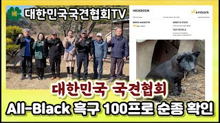 대한민국 국견협회 All-Black 흑구 100 프로 순종 확인 | 대한민국국견협회TV